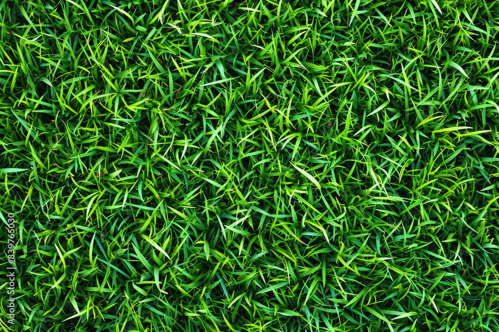 Grass, park field texture green Grass, park field texture green