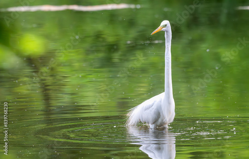 Closeup of a white heron  or great egret  standing in a shallow lake.