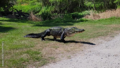 Large American Alligator Walking in Florida Park