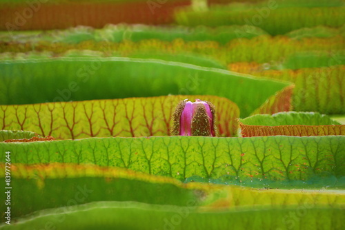 Valokuva Victoria Amazonica(Giant waterlily)
,is the largest of all waterlilies,with enormous leaves that can reach up to 3 meters wide