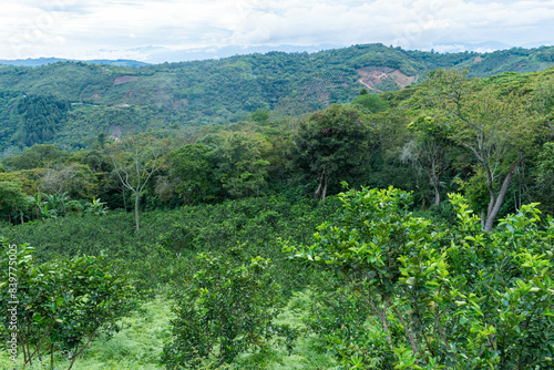 Obraz na plátne landscape with a tahiti lemon crop, Citrus x latifolia