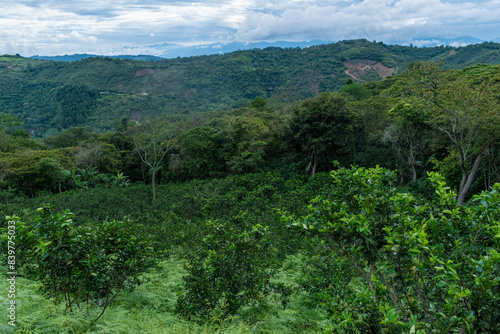 Принти на полотні landscape with a tahiti lemon crop, Citrus x latifolia