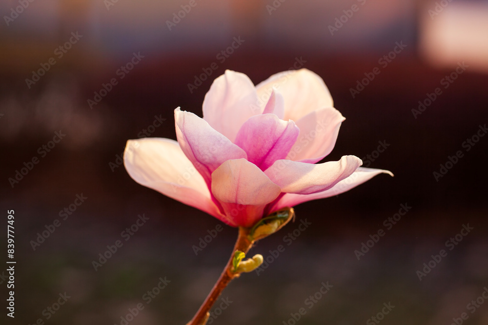 Obraz premium Magnolia flower open in spring