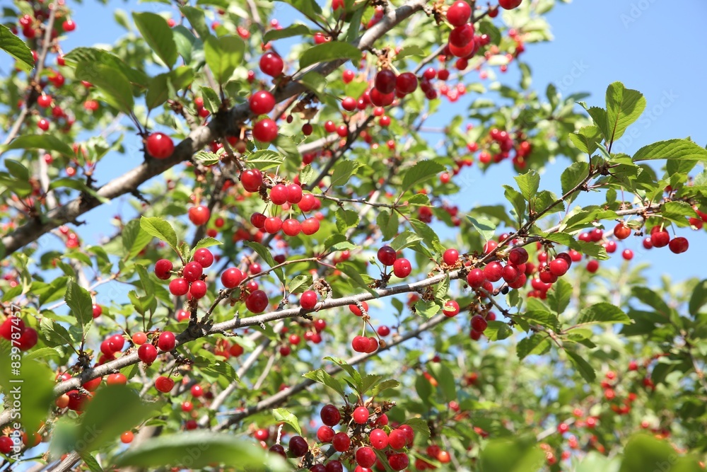 Cherry tree with ripe red berries against blue sky outdoors, low angle view Cherry tree with ripe red berries against blue sky outdoors, low angle view