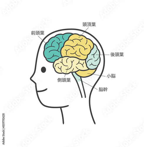 人間の脳の部分とその名称の解説のイラスト


