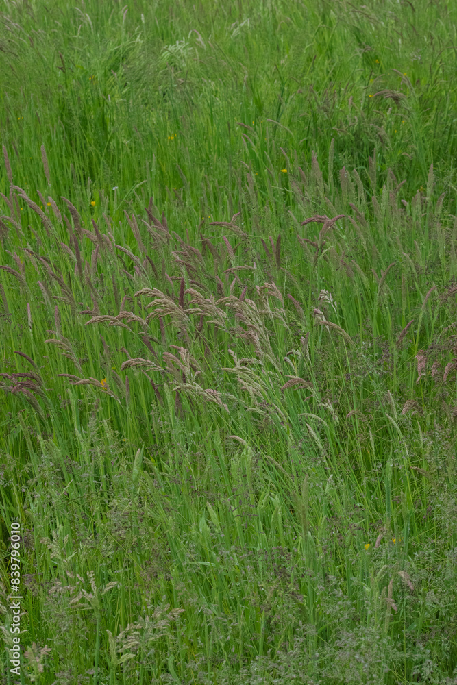 Grass Grass