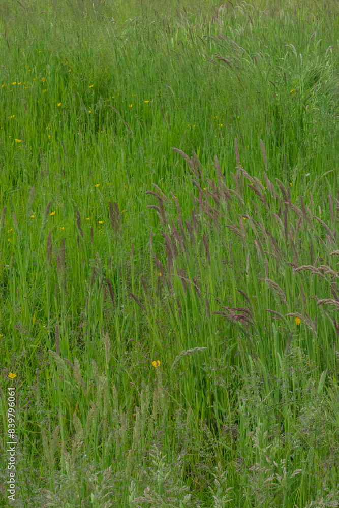 Fototapeta premium Grass