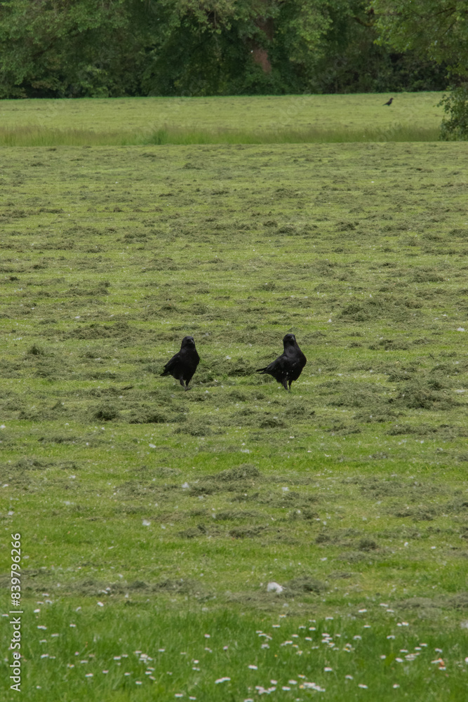 Crows in the grass (Corvus brachyrhynchos) Crows in the grass (Corvus brachyrhynchos)