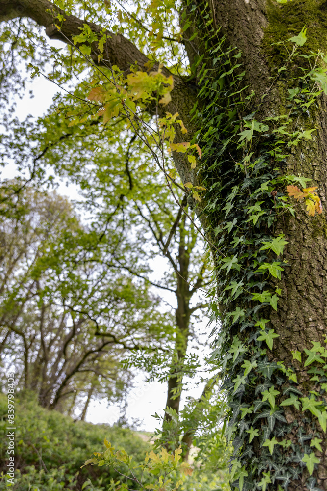 a tree trunk overgrown with green moss somewhere in the forest
a tree trunk overgrown with green moss somewhere in the forest