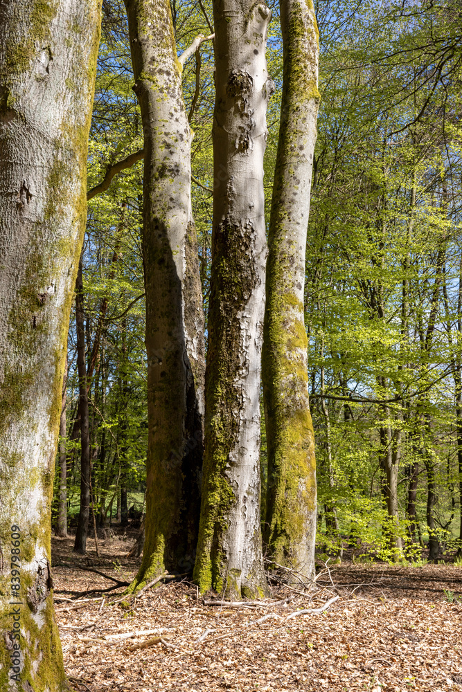 Fototapeta premium tree trunks grow next to each other in the spring forest 