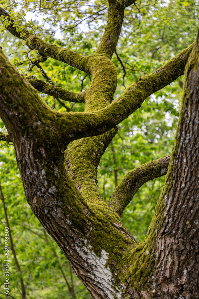 a tree trunk overgrown with green moss somewhere in the forest
a tree trunk overgrown with green moss somewhere in the forest