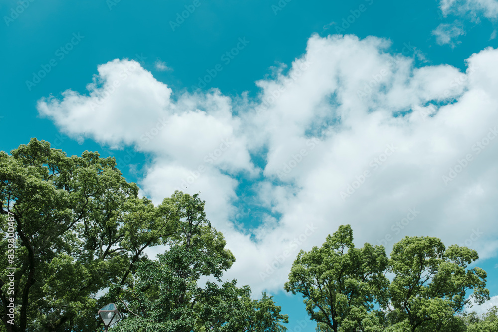 夏の青空と雲 並木道 夏の青空と雲 並木道