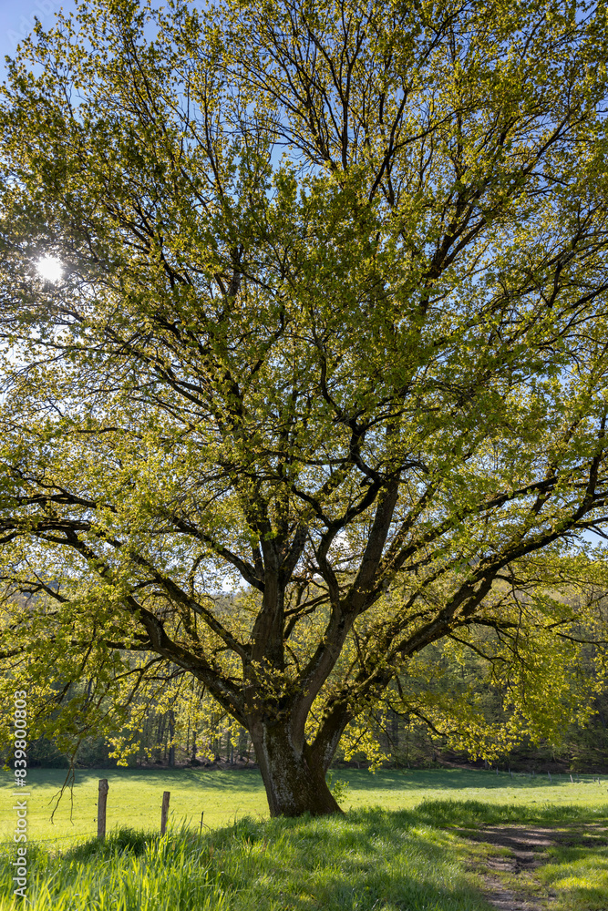 lonely green tree in a clearing
