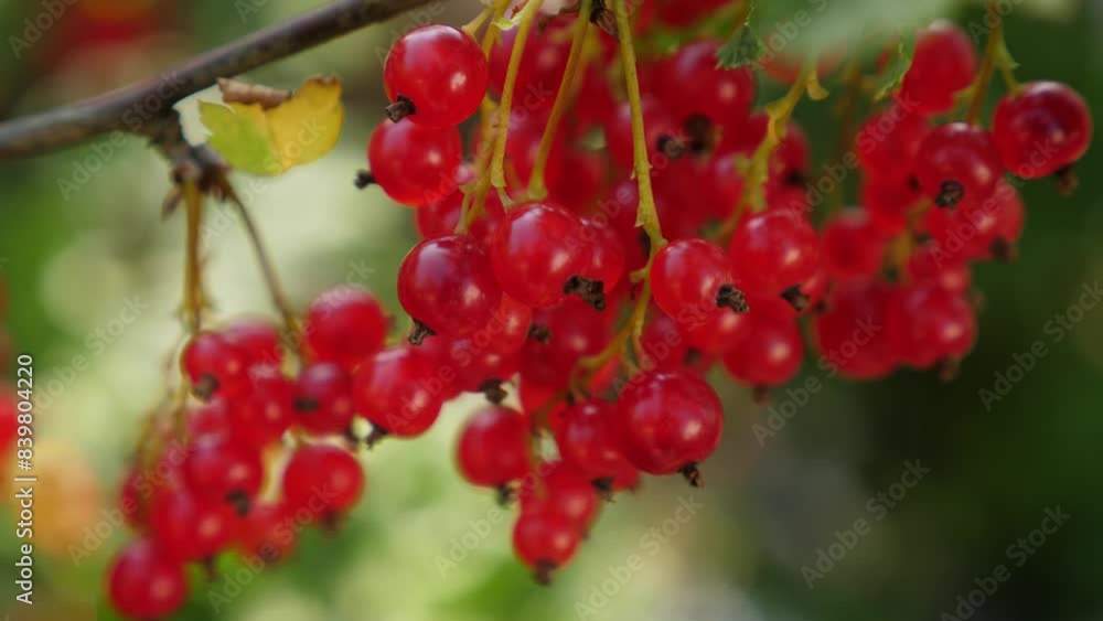 Ripe red currant at the garden, closeup. Autumn harvest Ripe red currant at the garden, closeup. Autumn harvest