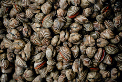 Fresh blood clams in Bahasa (Anadara granosa) are sold at the Muara Angke market. photo