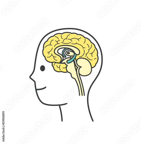 人間の脳の部分の分かりやすいイラスト

