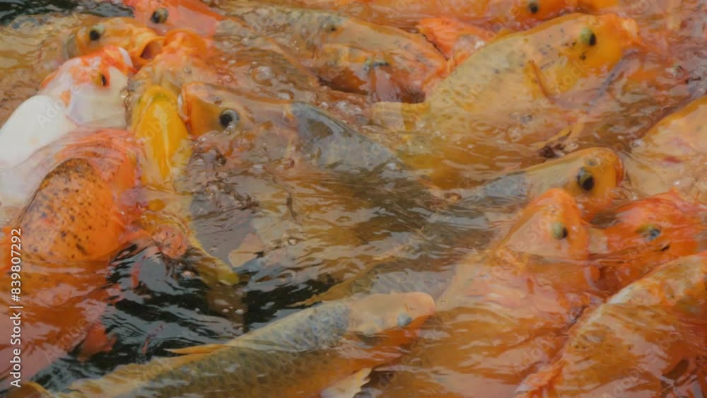 A close-up of a crowd of vibrant koi fish swimming energetically in the pond. The vivid colors and dynamic movement create a lively and captivating scene, highlighting the beauty of these orange fish. A close-up of a crowd of vibrant koi fish swimming energetically in the pond. The vivid colors and dynamic movement create a lively and captivating scene, highlighting the beauty of these orange fish.