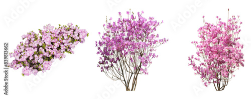 ピンクツツジサツキ樹木切り抜きセット透過PNG背景白 photo