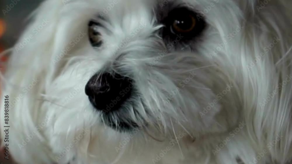 An Artistic Tribute to Canine Grace: A Detailed Portrait of a Beautiful and Elegant Dog. An Artistic Tribute to Canine Grace: A Detailed Portrait of a Beautiful and Elegant Dog.