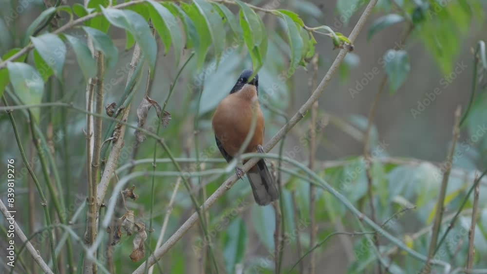 Fulchoki Godawori in Kathmandu is home to rare birds from Nepal. Fulchoki Godawori in Kathmandu is home to rare birds from Nepal.