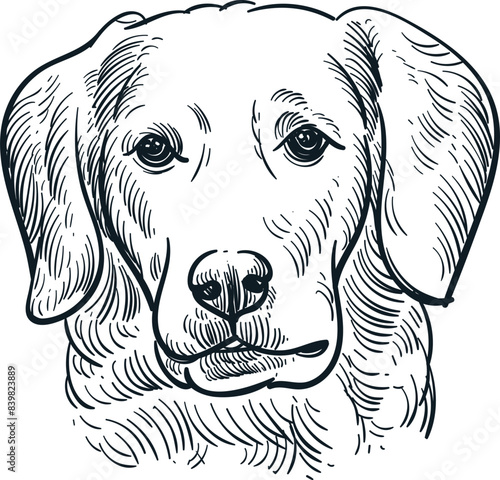 Vintage hand drawn sketch of golden retriever dog head