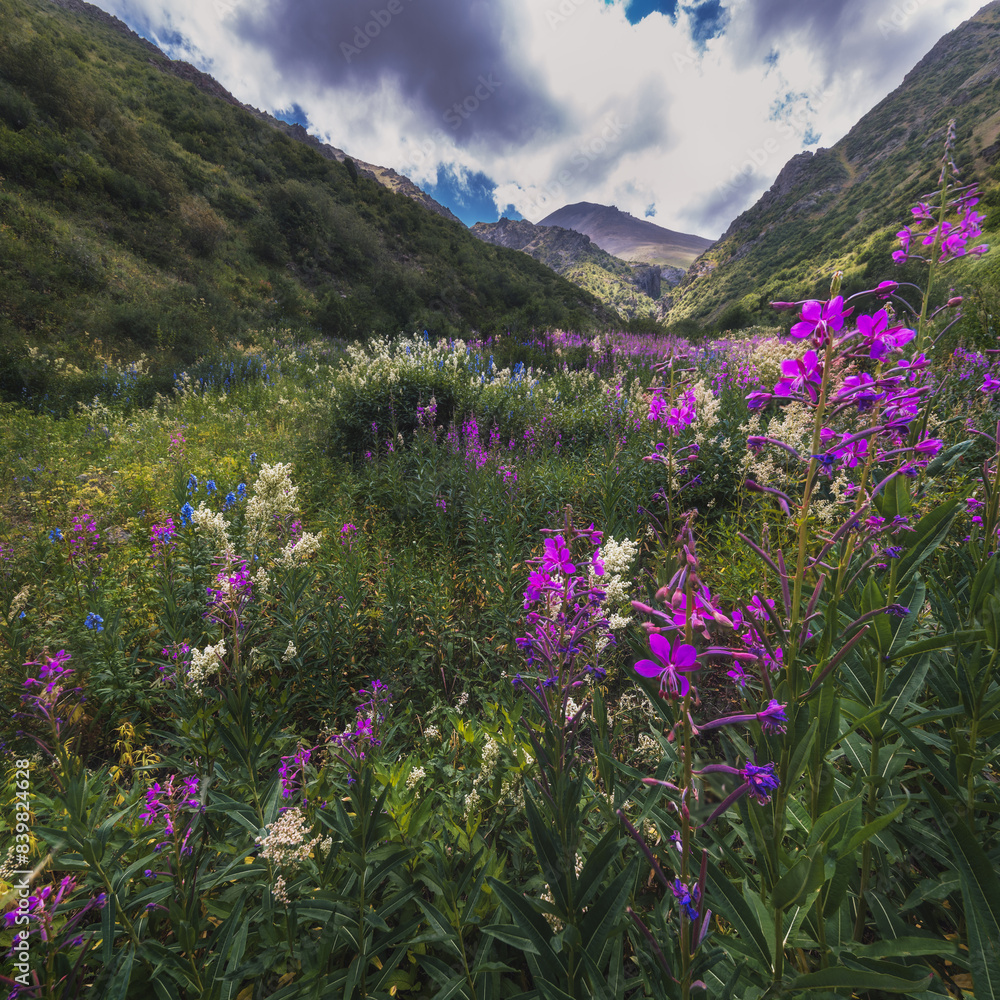 Obraz premium field with blooming chamaenerion angustifolium, willow herb in the mountains in summer