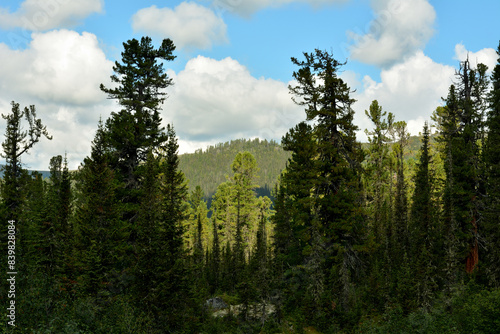 A clearing in the taiga forest  a look between tall cedars at a mountain range overgrown with dense coniferous forest.