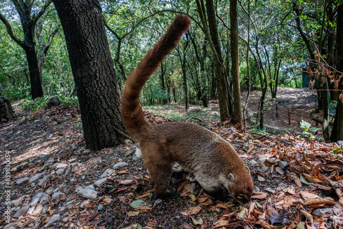 parque ecologico chipinque, monterrey, nuevo leon: El coatí de nariz blanca, también conocido como pizote, antón o tejón americano, es un mamífero carnívoro de la familia de los prociónidos 