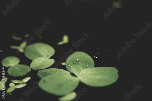 Lake Victoria in Africa.Pistia is now present, either naturally or through human introduction, in nearly all tropical and Pistia subtropical fresh waterways and Pistia is considered an invasive specie photo