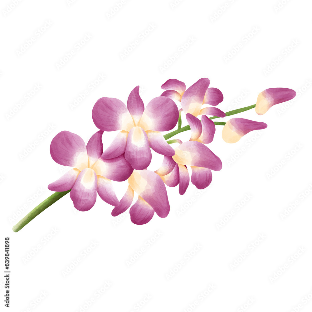 Obraz premium Orchid
