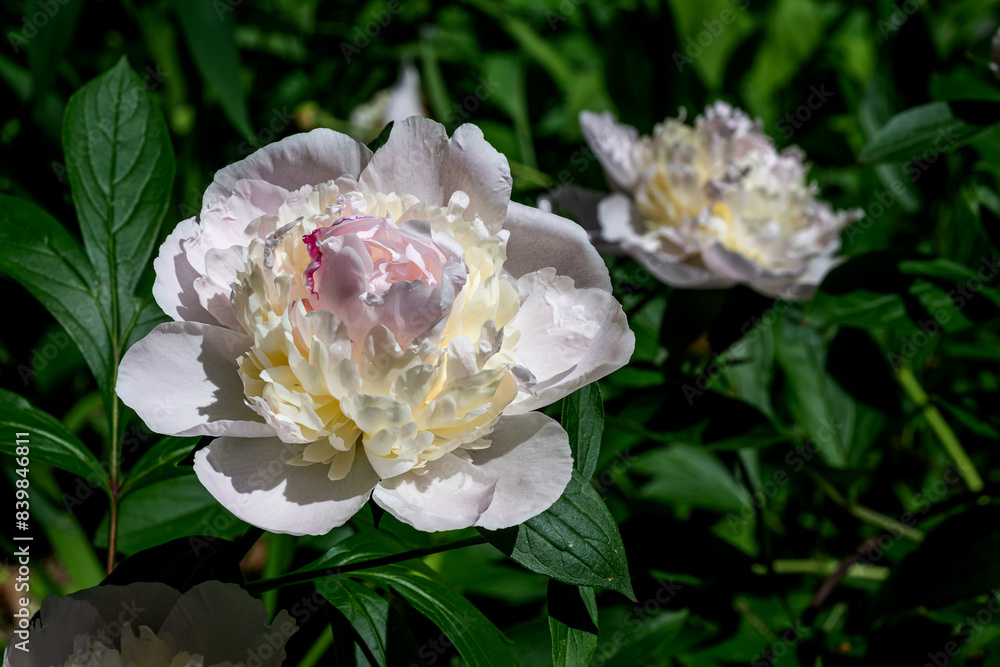 Closeup of beautiful light pink Peony flower Closeup of beautiful light pink Peony flower