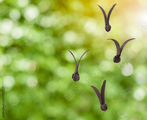 Dipterocarpus alatus Roxb Seeds on the green blurred background photo