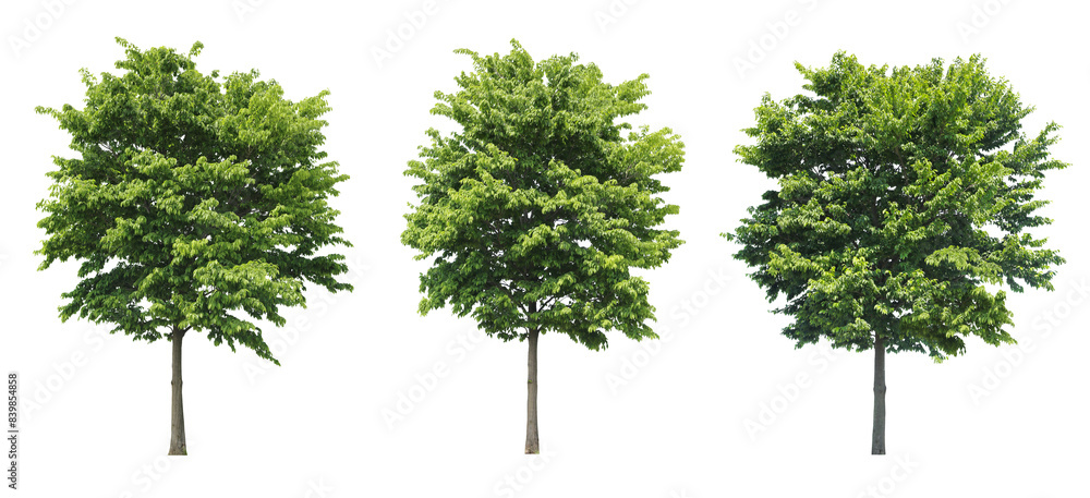 イヌシデ3本セット樹木切り抜きセット透過PNG背景白