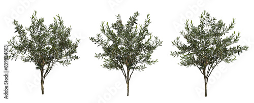 オリーブ3本セット樹木切り抜きセット透過PNG背景白