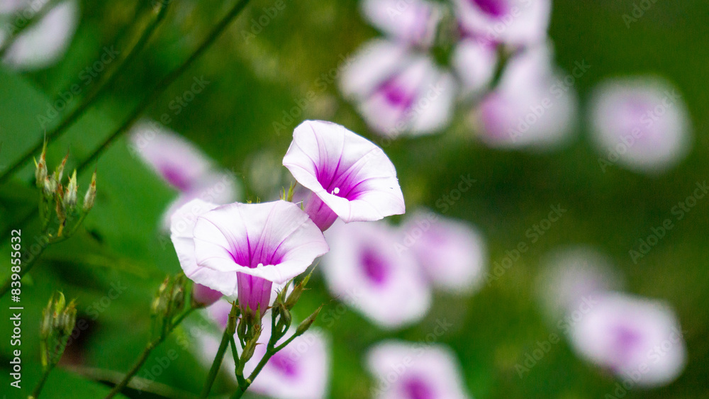 Ipomoea amnicola (redcenter morning-glory). Ipomoea amnicola prefers a moist soil environment Ipomoea amnicola (redcenter morning-glory). Ipomoea amnicola prefers a moist soil environment