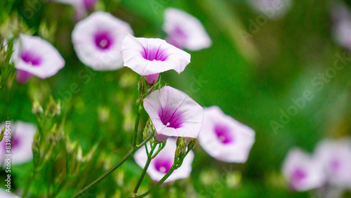 Ipomoea amnicola (redcenter morning-glory). Ipomoea amnicola prefers a moist soil environment photo