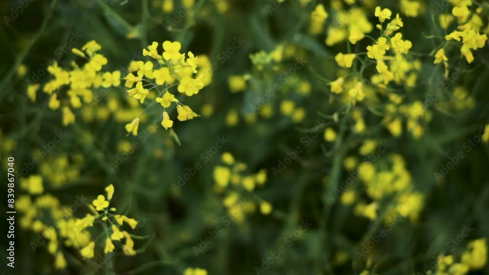 A field of rapeseed on a farm in Northern Ireland. A field of rapeseed on a farm in Northern Ireland.
