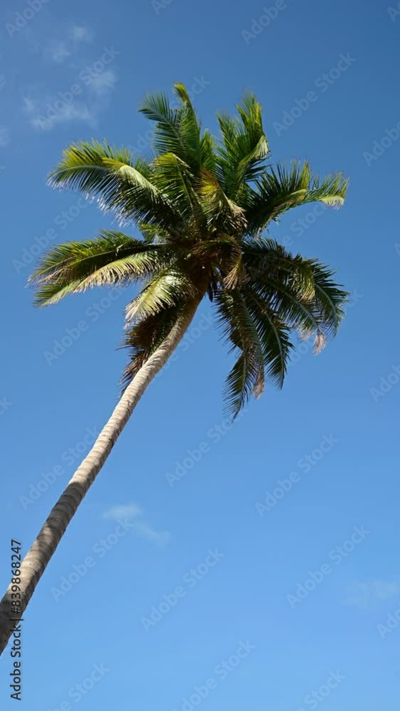 Vertical video of a coconut palm tree on a sunny day. Vertical video of a coconut palm tree on a sunny day.