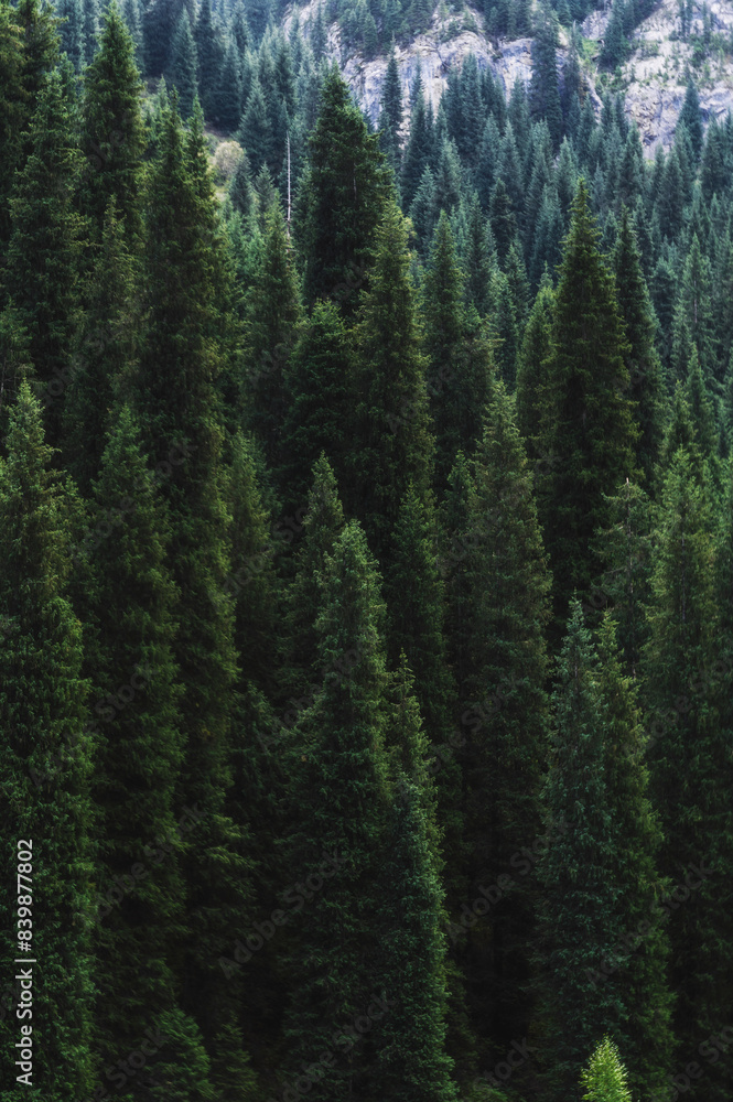 landscape with a beautiful fir spruce forests in the Tien Shan mountains in Kazakhstan in summer. Top view from a drone landscape with a beautiful fir spruce forests in the Tien Shan mountains in Kazakhstan in summer. Top view from a drone