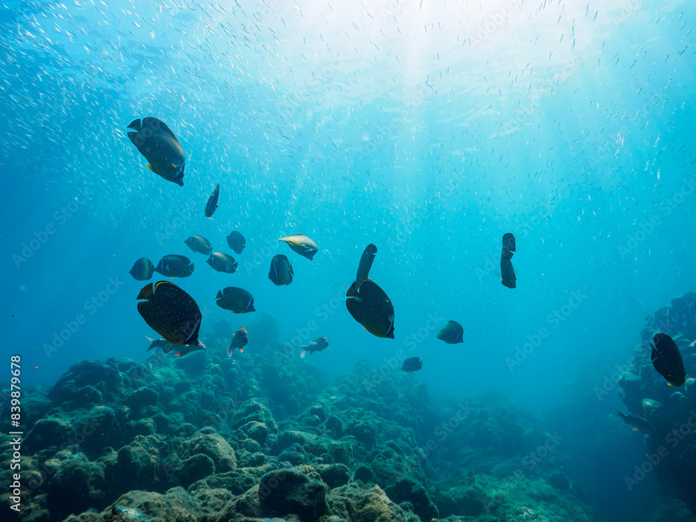 Fototapeta premium 美しいホウライヒメジ（ヒメジ科）、チョウチョウウオ（チョウチョウウオ科）、キビナゴ（ニシン科）他の群れ。日本国静岡県伊豆半島賀茂郡南伊豆町中木から渡し船で渡るヒリゾ浜にて。 2022年9月水中撮影。 Whitesaddle goatfish (Parupeneus ciliatus) Oriental ButterflyFish (Chaetodon aurites), Silver-Stri