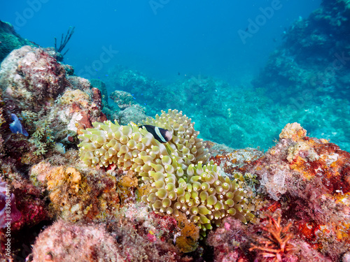                                                                                                                                                                                                                                                                               2022   9                   Yellowtail clownfish  Amphiprion clarkii  and Threespot dascyllus  Dascyllus trimaculatus  and 