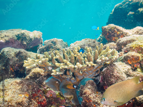                                                                                                                                                                                                                                                                   2022   9                   juvenile Palette surgeonfish  Fragtail surgeonfish   Heavenly Damselfish  Pomacentrus coelestis  an