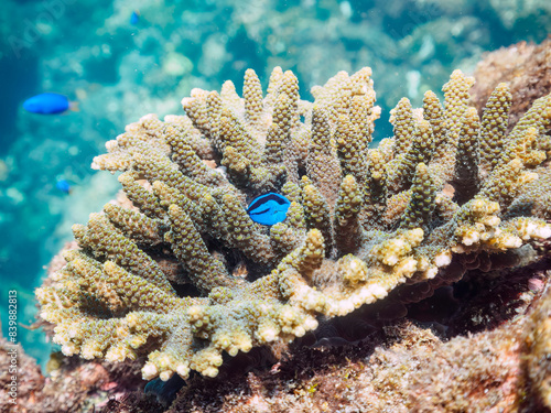 美しいテーブルサンゴと可愛いナンヨウハギ（ニザダイ科）の幼魚とソラスズメダイ（スズメダイ科）他の群れ。

日本国静岡県伊豆半島賀茂郡南伊豆町中木から渡し船で渡るヒリゾ浜にて。
2022年9月水中撮影。
juvenile Palette surgeonfish (Fragtail surgeonfish), Heavenly Damselfish (Pomacentrus coelestis) an photo