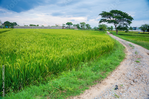 Green rice paddy field plantation in Asia
