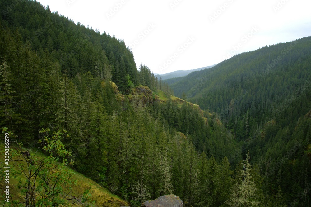 Fototapeta premium Pine covered mountain range on an overcast day. 