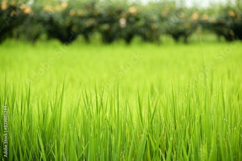 Sanxing in Yilan lures many tourists with its scenic agriculture and natural beauty. Its favorable climate supports thriving rice fields and charming fruit tree cultivation. photo