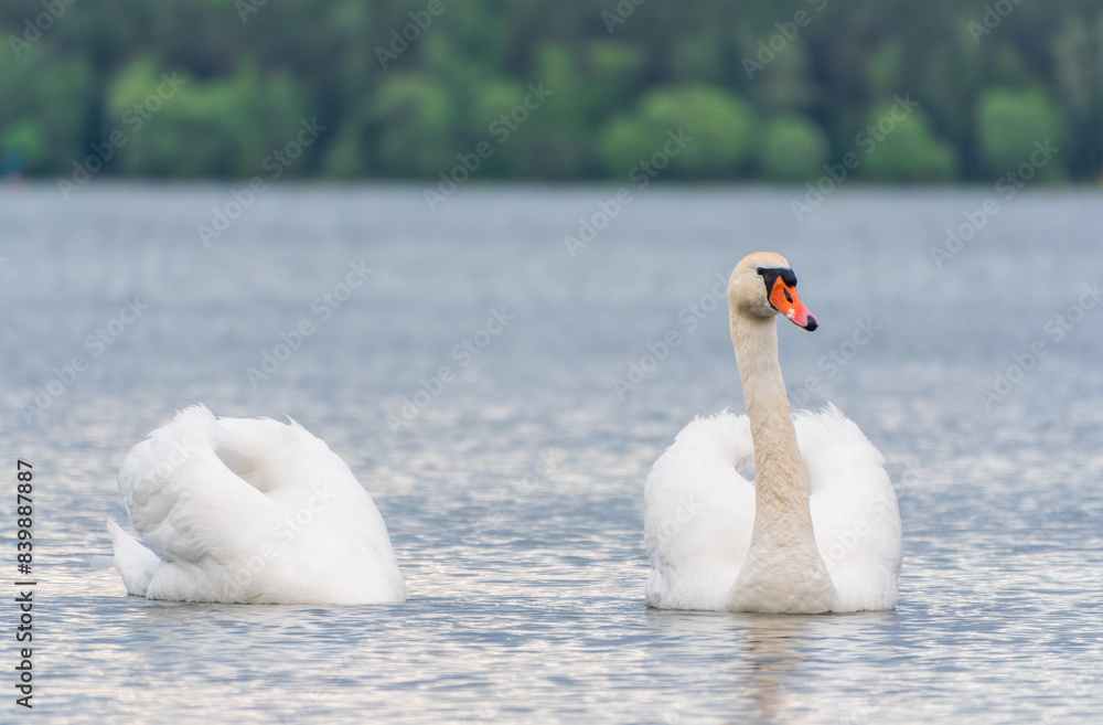 Obraz premium Mating games of a pair of white swans. Swans swimming on the water in nature. Valentine's Day background