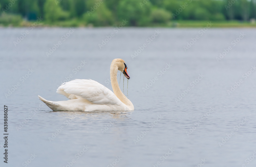 Graceful white Swan swimming in the lake, swans in the wild. Portrait of a white swan swimming on a lake. Graceful white Swan swimming in the lake, swans in the wild. Portrait of a white swan swimming on a lake.