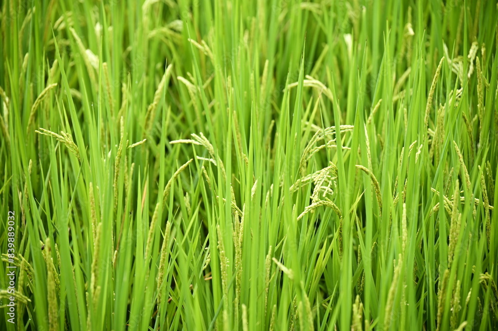 Rice, a vital cereal with millennia of cultivation, is a nutrient-rich staple consumed by half the world's population, processed into various foods. Rice, a vital cereal with millennia of cultivation, is a nutrient-rich staple consumed by half the world's population, processed into various foods.