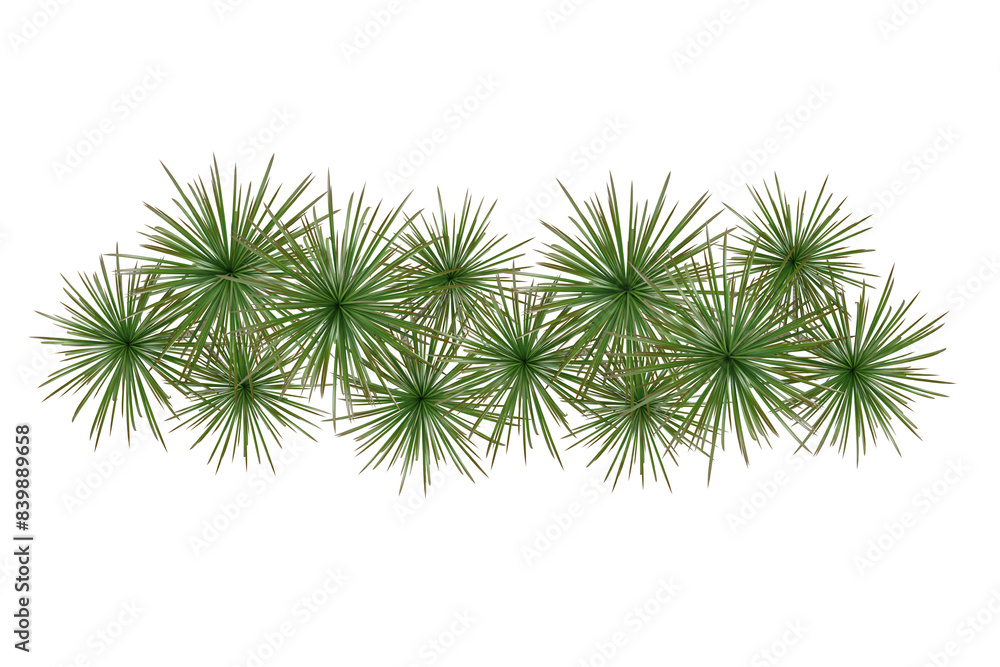 Palm plant tree top view, isolate background Palm plant tree top view, isolate background